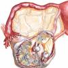 Особенности операции по удалению кисты яичника Как делают операцию при кисте яичника