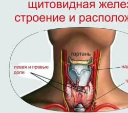 Как правильно делают УЗИ щитовидной железы: подготовка к исследованию мужчин и женщин Узи щитовидной железы натощак или нет